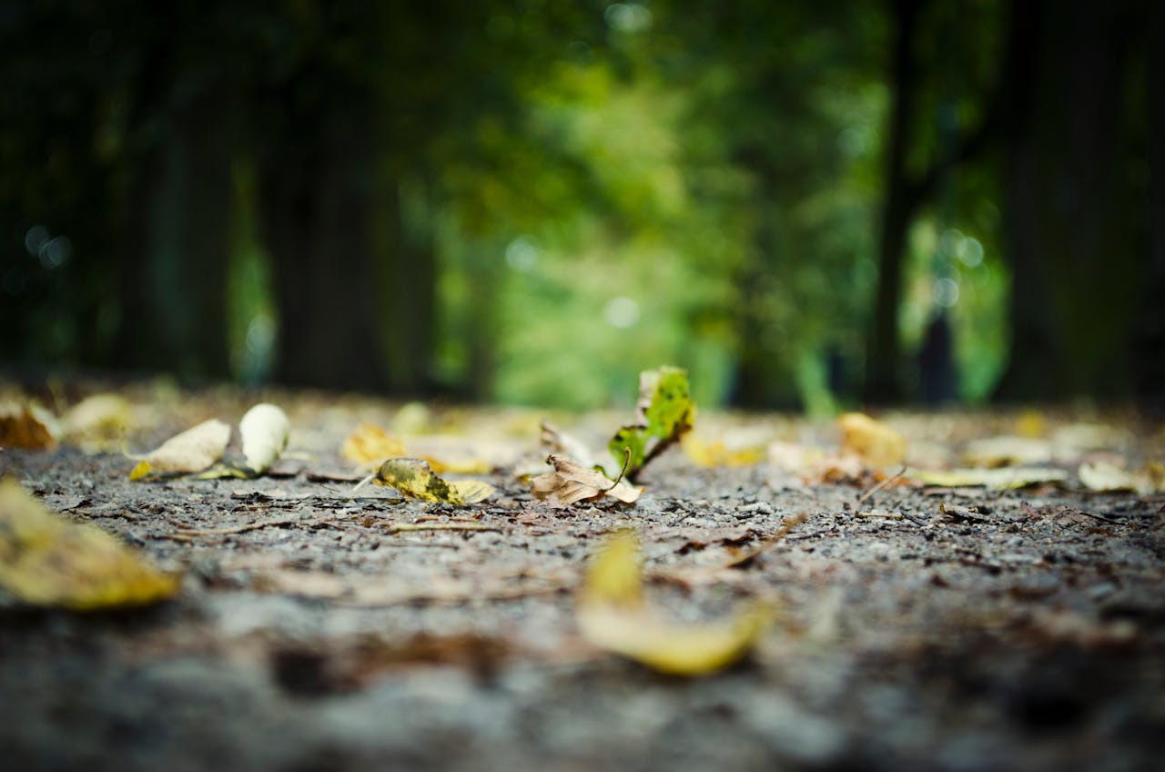 A close-up view of fallen autumn leaves on a tranquil forest path.